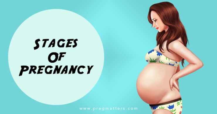 Stages Of Pregnancy