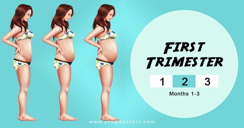 First Trimester