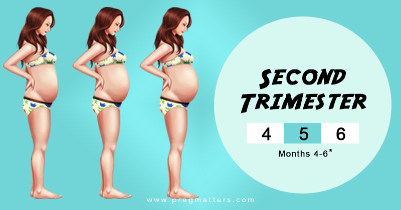 Second Trimester