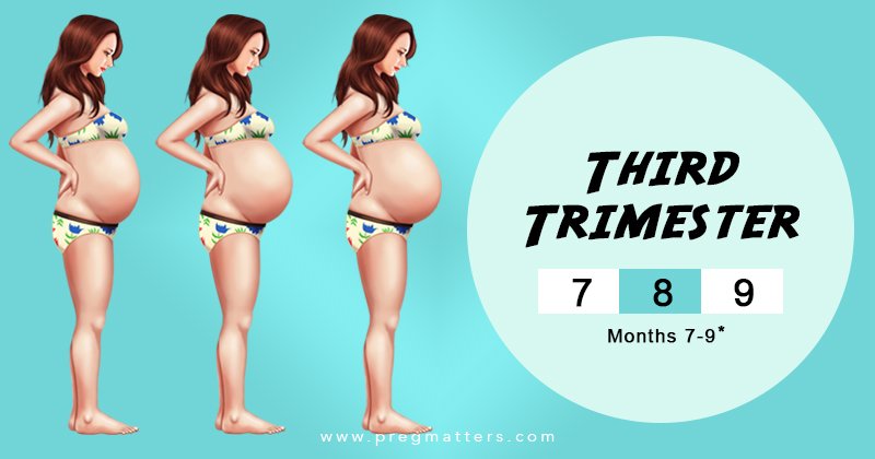 Third Trimester