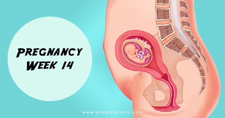 14 Weeks Pregnant
