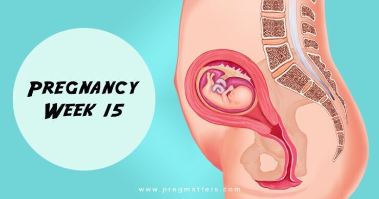 15 Weeks Pregnant