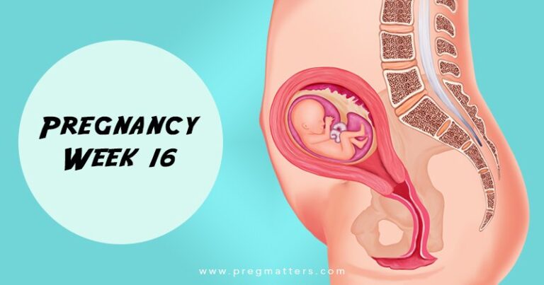16 Weeks Pregnant
