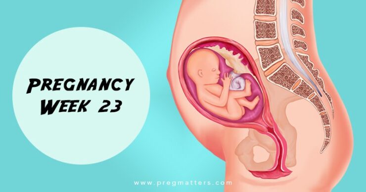 23 Weeks Pregnant