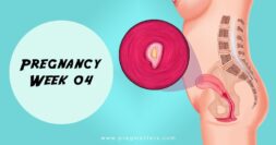 4 Weeks Pregnancy
