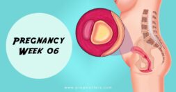 6 Weeks Pregnant