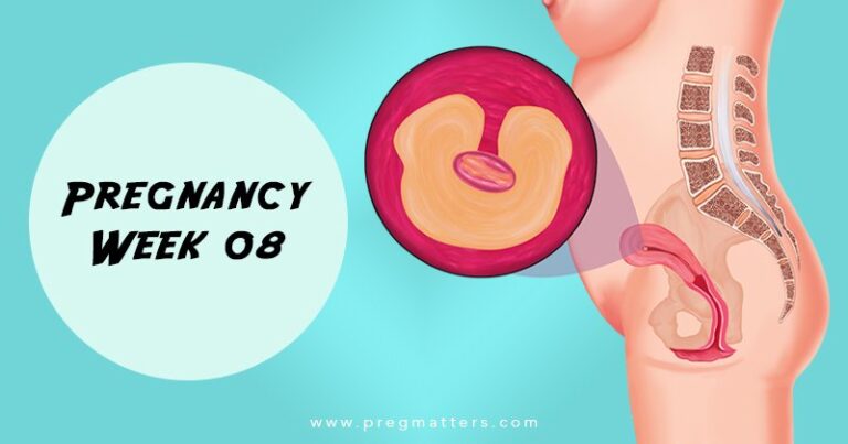 8 Weeks Pregnant