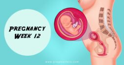 12 Weeks Pregnant